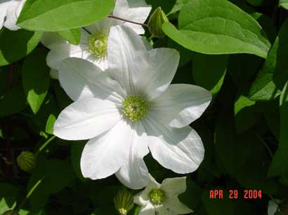 clematis