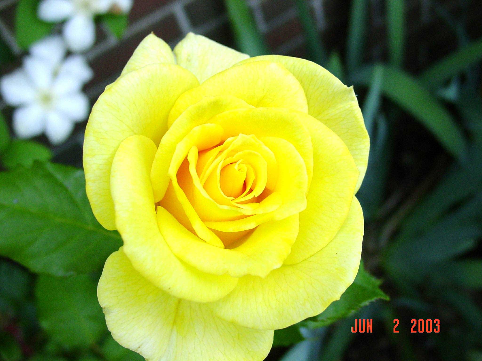 Yellowrose